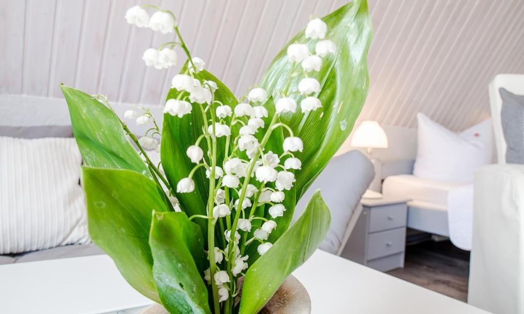 Sonnenblumenhaus 02 Apartment Prerow Bagian luar foto